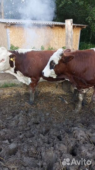 Быки на мясо и на племя