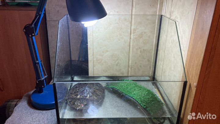 Красноухая черепаха