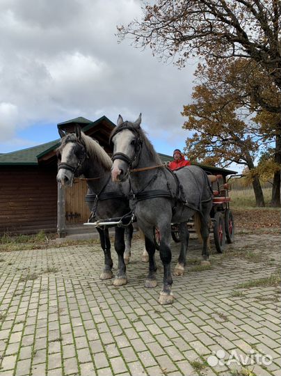 Продается пара першеронов