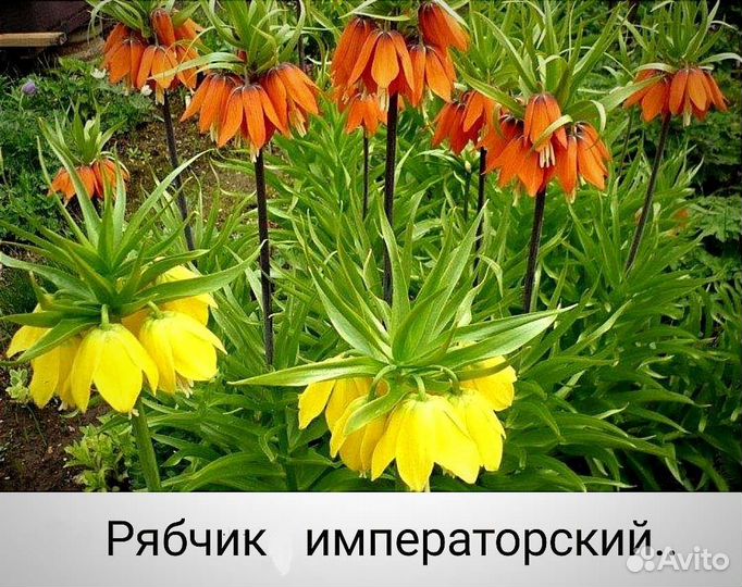 Садовые цветы и растения