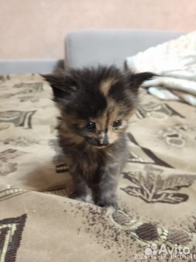 Котята мейн-кун