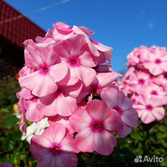 Флоксы многолетние