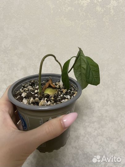 Саженцы авокадо