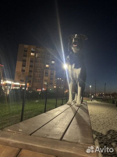 Метис борзой