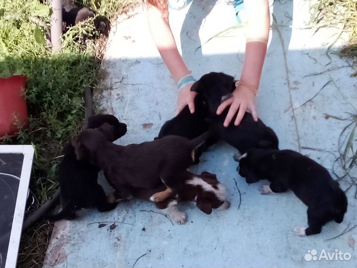 Маленькие собачки щенята