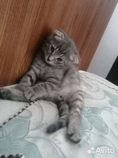 Британская кошка в дар