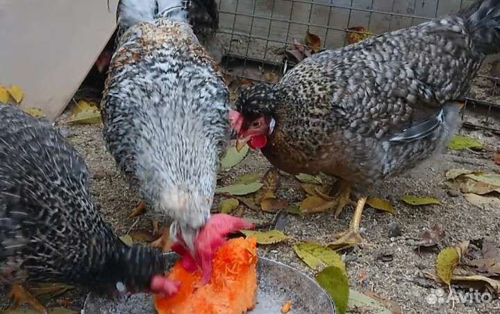 Цыплята Легбар кремовый