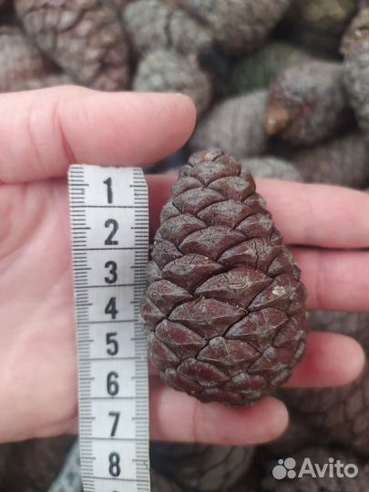 Шишки пицундской сосны