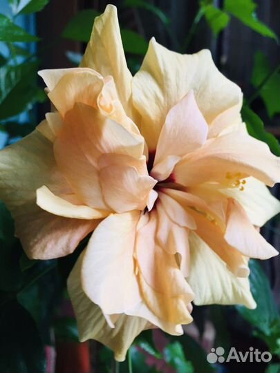 Гибискус Double Peach