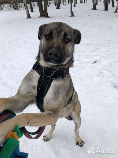 Собака с душой из приюта ищет дом