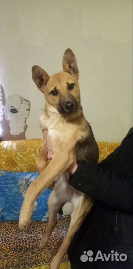 Собака в добрые руки отдам бесплатно