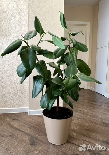 Фикус каучуконосный большой 1,5 метра