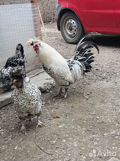 Инкубационное яйцо Павловской (серебро)