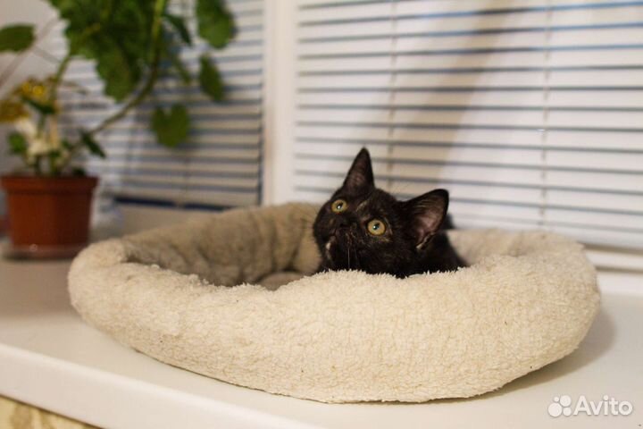 Котенок в добрые руки трехцветный