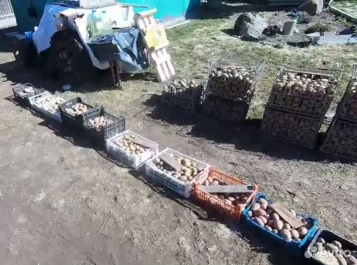 Продам Картофель деревенский