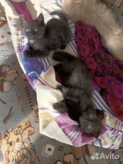 Котята отдам бесплатно