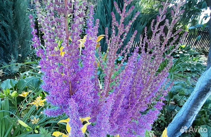 Многолетники для тенистого сада