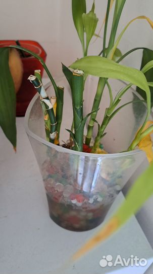 Комнатные цветы