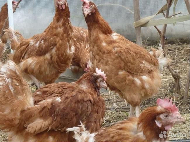 Куры несушки с доставкой