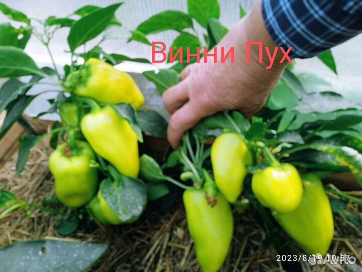 Рассада сладкого перца