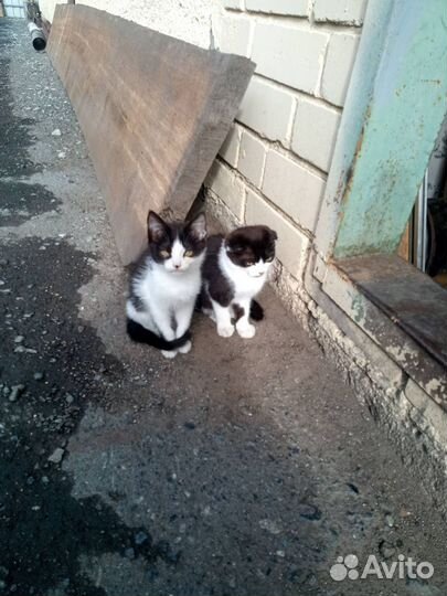 Отдадим котят