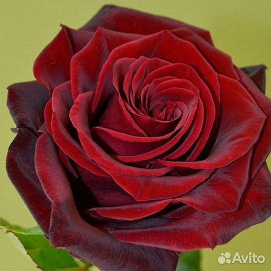 Розы в ассортименте