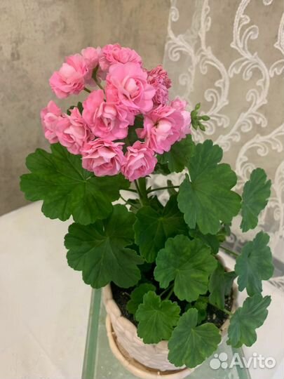 Пеларгония