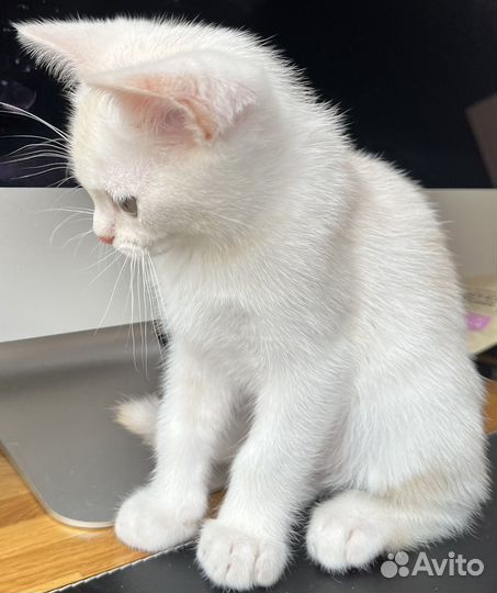 Кошка Бурмилла