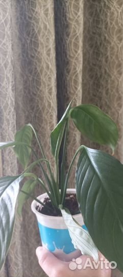 Спатифиллум