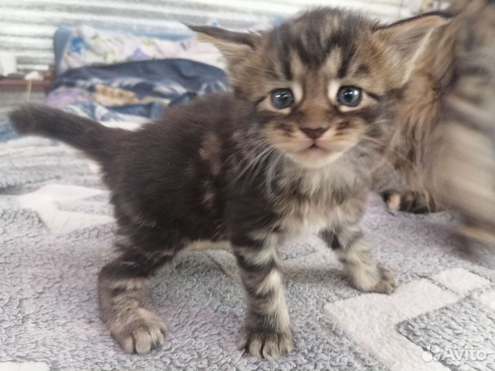 Котята мэйн кун
