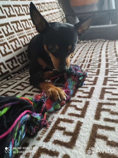 Вязка собак