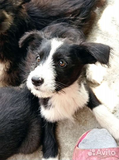 Собаки бесплатно в добрые руки щенки