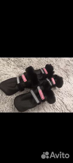 Одежда для собак