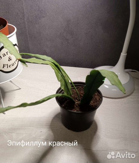 Эпифиллум красный