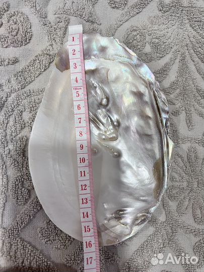 Ракушка с жемчужинами