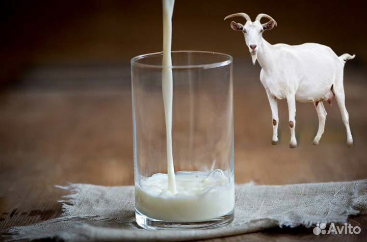 Козье молоко и сыр