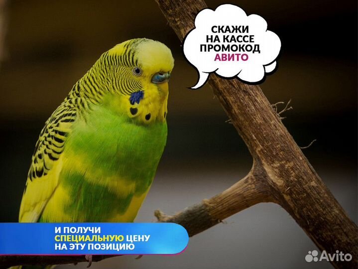 Хомяк Сирийский белый