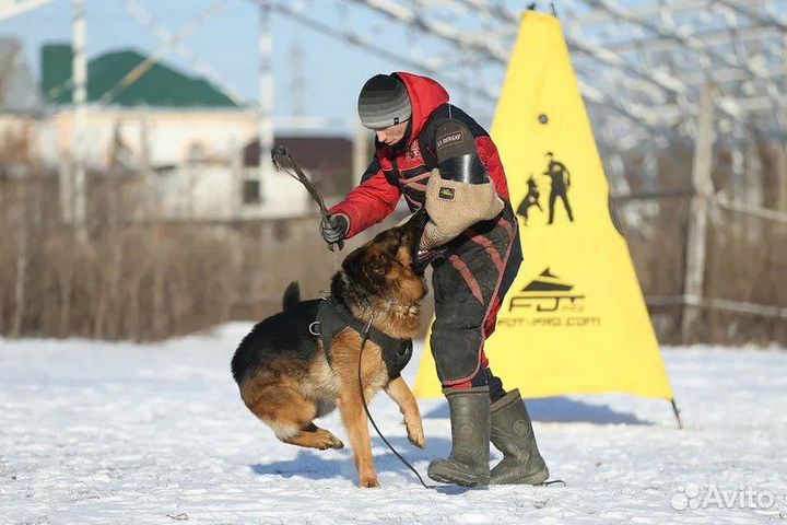 Немецкая овчарка