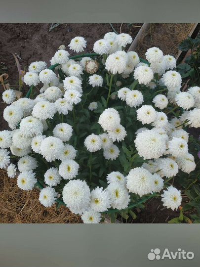 Саженцы с окс ромашка садовая