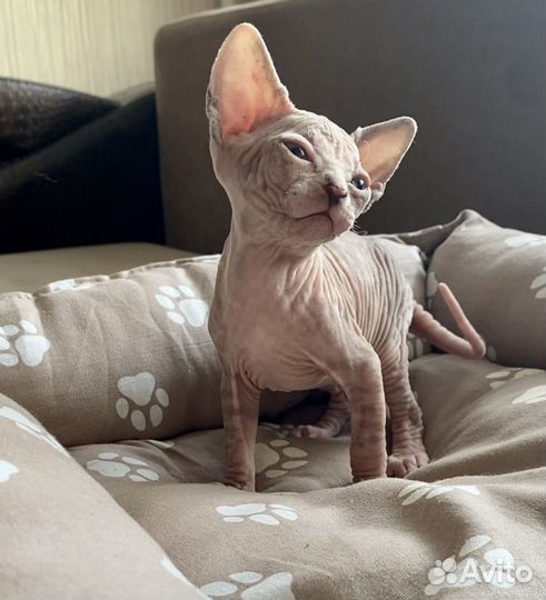 Кошечка для Вас