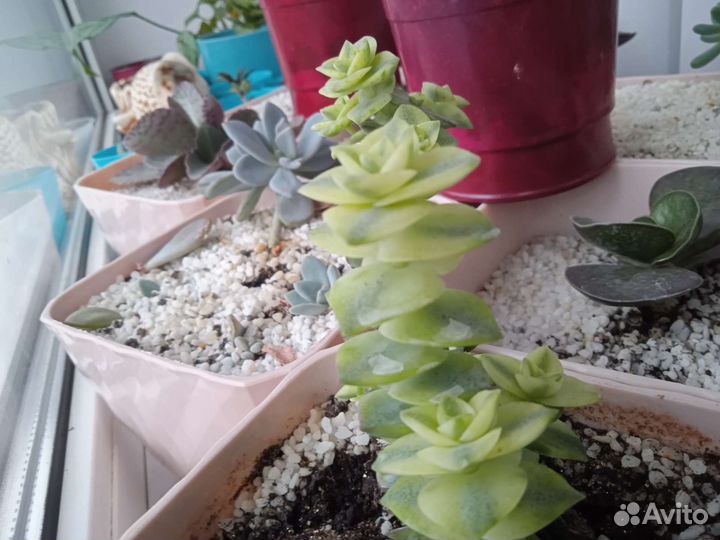 Суккуленты, Каланхоэ, и другие