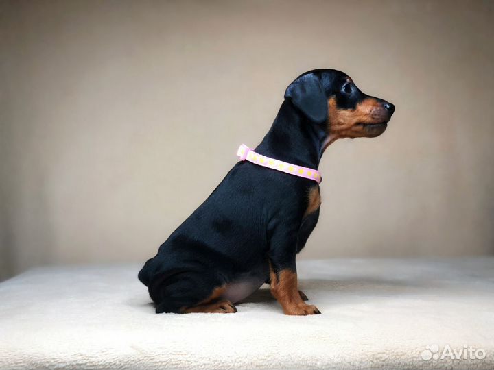 Щенки миниатюрного пинчера