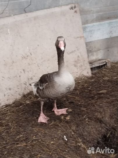 Гусь подсадной для охоты
