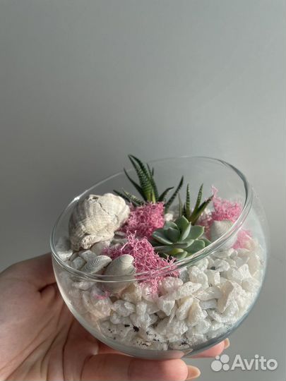 Флорариум суккуленты