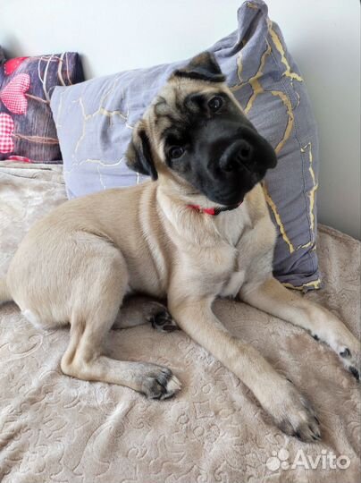 Щенки бесплатно