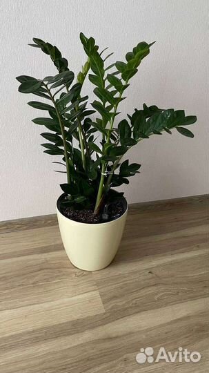 Замиокулькас