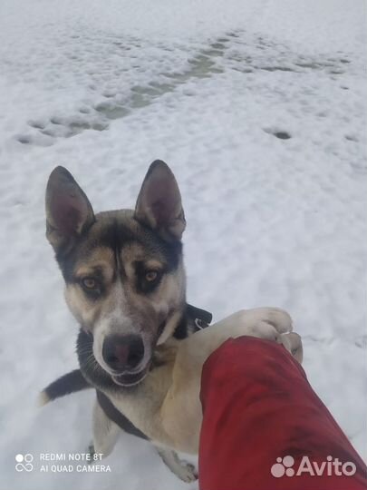 Собака в добрые руки