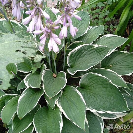 Дербенник, гилениум, японский глад., Бергамот