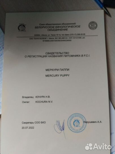 Щенки лабрадора: палевые и шоколадные