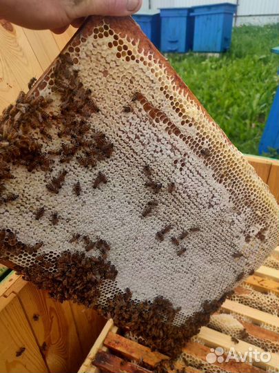 Цветочно-луговой мёд 2023 года